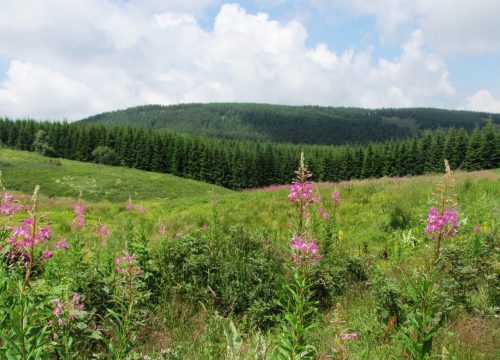 Javor – Planina u zapadnom delu Srbije